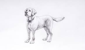 How to Draw a Dog in 4 Easy Steps — Arteza.com