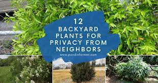 12 Backyard Plants For Privacy From