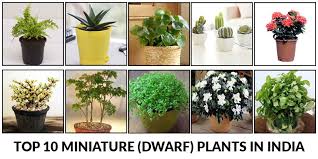Top 10 Miniature Plants In India