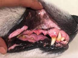 tooth infection in dogs top dog