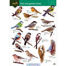 garden park birds