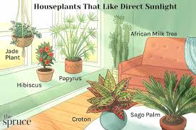30 indoor plants that like direct sunlight