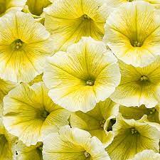 Yellow Flowers For A Beautiful Garden