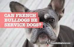 Image result for emotional support french bulldogs