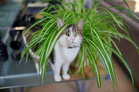 Common Plants And Flowers Safe For Cats