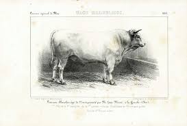1858 Limousin Gascon Cattle Bull Antique Cow Breeds Print
