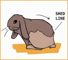 Rabbit Shedding Patterns And How To