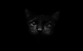 Cute Black Cat Wallpaper