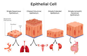 Epithelial Structure Structure Types