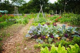 how to prepare a fall vegetable garden