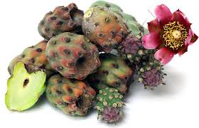 cholla cactus buds information and facts