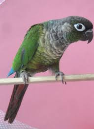 Green Cheeked Conure Mutation Colors Prediction Tables By
