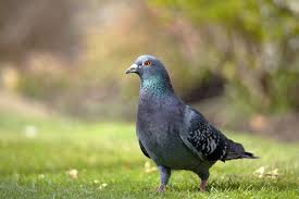 How To Get Rid Of Pigeons In The Garden