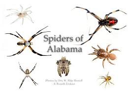 58 Spiders In Alabama You Should Know Good 2 Know Spider