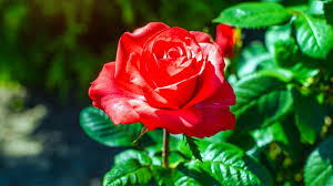 red rose varieties