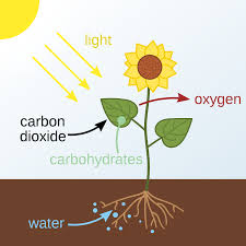 Photosynthesis Wikipedia