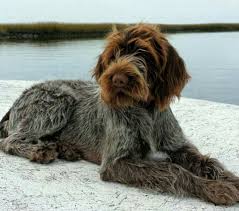Wirehaired Pointing Griffon Poodle Mix Goldenacresdogs Com