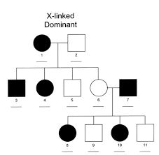 Sex X Linked Dominant Inheritance Michigan Genetics