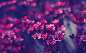 Little Purple Flowers 7008472