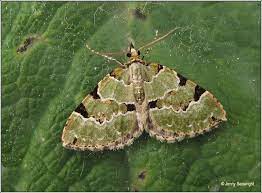 irish moths green carpet colostygia