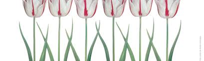 We did not find results for: Tulips With Haiku Verses Peter Arnold