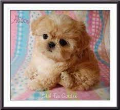 Extremely rare teacup micro 1 pound chirainians! Personally Recommended Shih Tzu Puppy Breeders