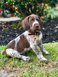 It has a round skull with a long squarish muzzle, a pair of dark eyes mostly brown in color, soft, long, and drooping ears, a powerful body, medium sized legs, and a pointy tail. Golden Retriever German Shorthaired Pointer Mix