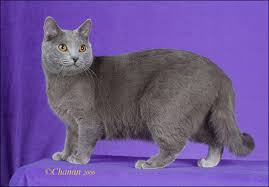 the blue breeds the chartreux the