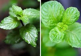 Mint is the general name for an herb popularly known for its menthol cooling properties. Pin On Gardening