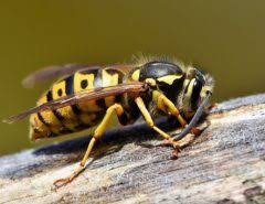 Wasps 3 Things You Need To Know