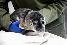nikiski harbor seal rescued 4th in a