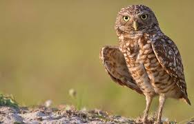 Adopt pets from your local animal rescues/shelters, there are plenty of animals just waiting for a home. Hinterland Who S Who Burrowing Owl