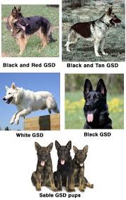 Good Gsd Color Chart German Shepherd Dogs Sable German