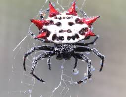 Spiny Orb Weaver Wikipedia