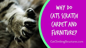 cats scratch carpet and furniture