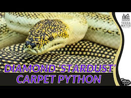 diamond stardust carpet python care