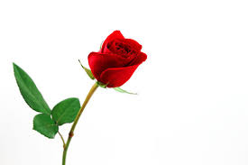 single red rose images browse 168 565