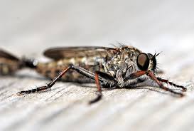 Vor allem im sommer sind die insekten unterwegs und saugen bei ihren opfern blut. Schmerzhafte Quaddeln Hilfe Bei Bremsenstichen Pferdemagazin