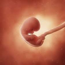 Jeden tag sehe ich ___ ___ aus meinem fenster. Schwanger Und Kind Schwangerschaft Woche 5 Bis 8 2 Monat