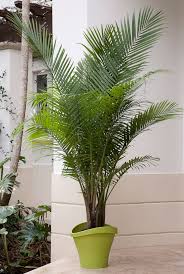 Elegant Palms For Every Setting Costa