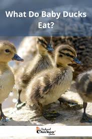 what do baby ducks eat
