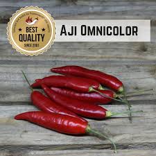 10 Seeds Beautiful Colours Aji Omnicolor Chili Chimiochart Gr
