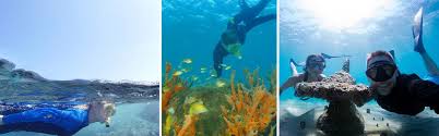 Snorkeling Sites The Palm Beaches Florida