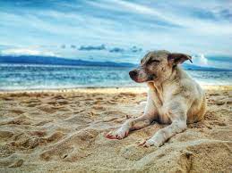 is panama city beach pet friendly