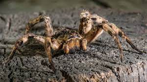 can tarantulas go without eating