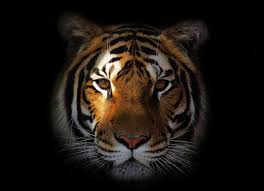 black tiger images 1080p 2k 4k 5k hd