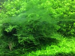 green thread algae aquasabi