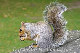 Learn more about how to get rid of squirrels in this article. Get Rid Of Squirrels