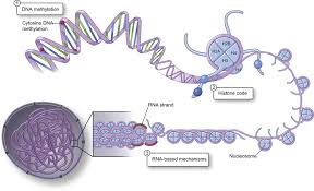 epigenetic gene regulation epigenetic