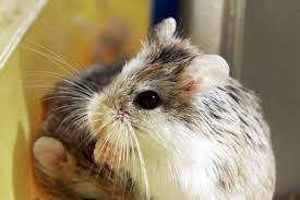 File:Roborovski Hamster eating.jpg - Wikipedia